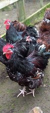 Jubilee orpington eggs for sale  HOLMFIRTH