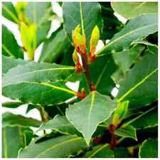 Laurus nobilis bay for sale  POOLE