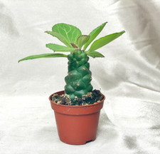 Euphorbia monadenium ritchiei for sale  WALSALL