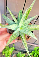 Aloe white beauty for sale  Webster