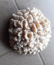 Beau cerveau corail d'occasion  Besançon