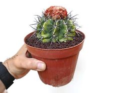 Melocactus bahiensis subs. d'occasion  Expédié en France