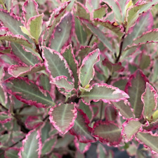Large pittosporum tenuifolium for sale  CREWE