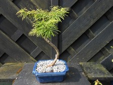 Bonsai japanese larch for sale  CANNOCK