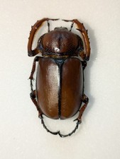 Propomacrus davidis 42mm for sale  WOKING