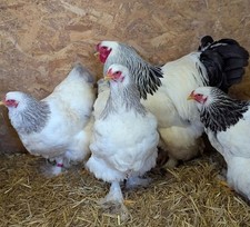 Light blue columbian for sale  ST. AUSTELL