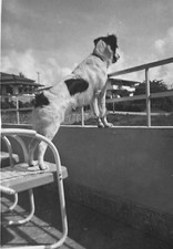 Foto vintage da década de 1950 Spaniel cachorro no pátio cadeira olhando para fora sobre corrimão comprar usado  Enviando para Brazil