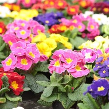 Primrose x18 primus for sale  BRISTOL