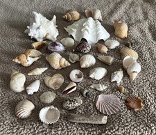 Sea shells various for sale  HEREFORD