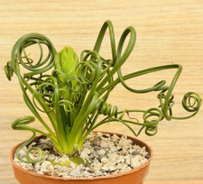 Albuca spiralis pot usato  Baranzate