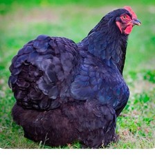 Hatching eggs blue for sale  Panama