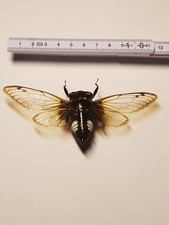 Cryptotympana acta gebraucht kaufen  Halle