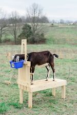 New small goat for sale  Ava