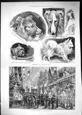 Old dog show for sale  UK