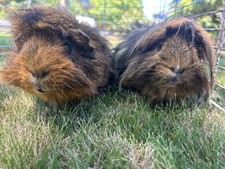 guinea pigs male for sale guinea pigs male for sale Redwood City