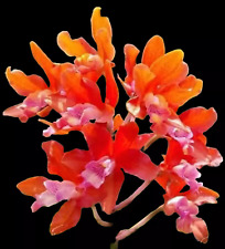 Rare rhyncatlaelia taiwan for sale  LONDON