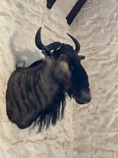 Antique taxidermy wildebeest for sale  FROME
