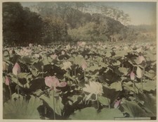 Usado, Foto Kimbei Kusakabe Albumen Lotus Kamakura Japão até 1880 comprar usado  Enviando para Brazil