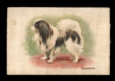 Japanese chin jap for sale  UK
