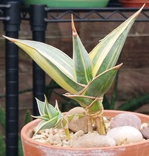 Sansevieria pinguicula variega for sale  GLOUCESTER