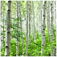 Silver birch 5ft for sale  NEWTOWNARDS