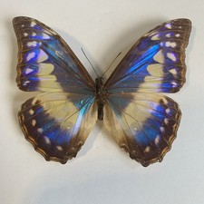 Entomologie morpho cypris gebraucht kaufen  Marienmünster