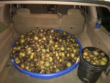 Black walnut seeds for sale  Paducah