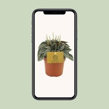 Peperomia napoli nights d'occasion  Expédié en France