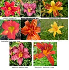 Sementes Hemerocallis Mix Daylily Hémérocalle Planta DIFÍCIL MELHOR PISCINA Resistir MAIS comprar usado  Enviando para Brazil