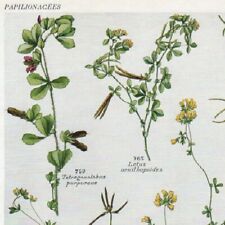 Tetragonolobus lotus 141 d'occasion  Quimper