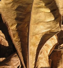 Whole bay leaves for sale  Washington