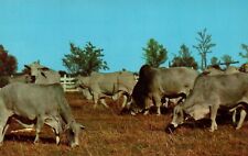 Brahman cattle grazing for sale  Mill Spring