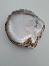 Coquillage ancien huître d'occasion  Montpellier-