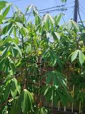 Cassava yuca red for sale  Saint Petersburg