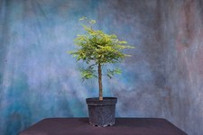 Tropical mahogany pre for sale  North Fort Myers