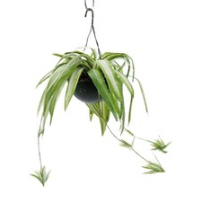Vintage hanging spider for sale  New Milford
