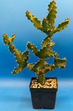Spiral euphorbia euphorbia for sale  Jacksonville