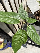 umbrella plant for sale umbrella plant for sale CHIGWELL