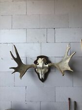 Elchgeweih geweih vom gebraucht kaufen  Bad Wildungen