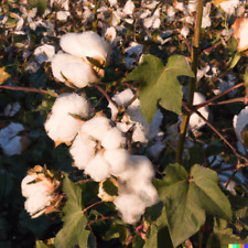 White cotton seeds for sale  Saint Augustine