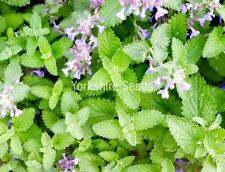 900x catnip catmint for sale  DEWSBURY