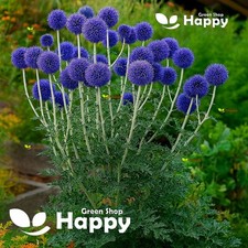 Blue globe thistle for sale  DONCASTER