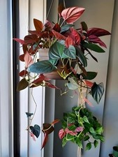 Syngonium red arrow for sale  SOUTHAMPTON