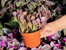 Purple trailing jade for sale  San Diego