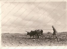 ERITREA Beleza carro buoi aratro nativo agricoltore Fotografia 3/5, usado comprar usado  Enviando para Brazil