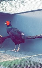 X12 melanistic pheasant for sale  LLANDINAM