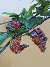 Chilisamen pimenta projekt gebraucht kaufen  Obernburg a.Main