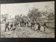 Cartolina colonia agricola usato  Bologna