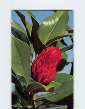 Postcard magnolia grandiflora for sale  Almond