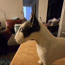 Bull terrier dog for sale  Stockton